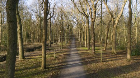 Foto de Hermosa avenida grande en un bosque mildenburgbos con árboles viejos con un sendero para caminar en invierno hecho por drones - Imagen libre de derechos