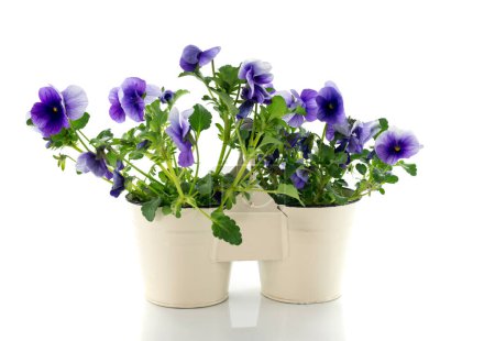 Photo for Spring violets in white pot - Royalty Free Image
