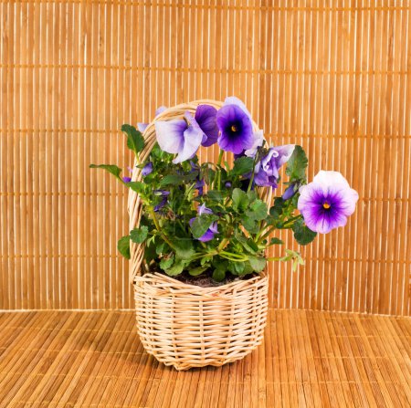 Photo for Spring violets on bamboo background - Royalty Free Image