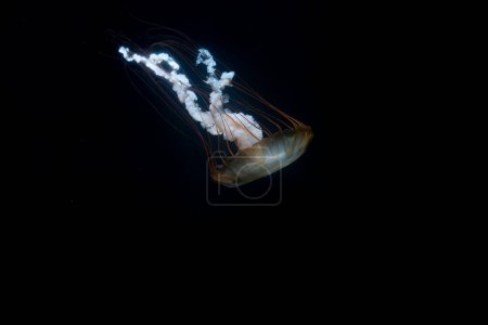 Photo for Pacific sea nettle jelly fish drifting through ocean water. sea nettles are jelly fishes with extraordinairy long,thin,tentacles at the edge of their body - Royalty Free Image