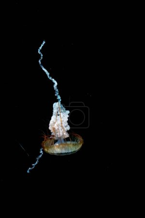 "Pacific sea ortle jelly fish drifting through ocean water". orties de mer sont des poissons gelés avec extraordinaires longues, minces, tentacules au bord de leur corps