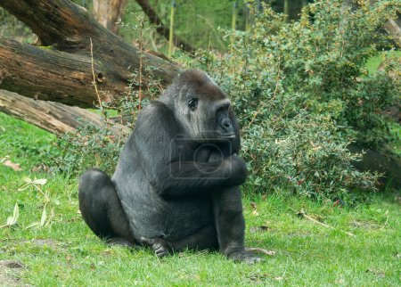 Photo for Big male gorilla sitting on the grass and looking dominant away from the camera - Royalty Free Image