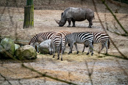 Photo for A group of animals near a waterhole including, White Rhino, and Zebra - Royalty Free Image