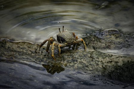 Violoneux d'Afrique de l'Ouest crabe Uca tangeri Gelasimus cimatodus Gelasimus tangeri mâle avec une énorme griffe sur la plage boueuse