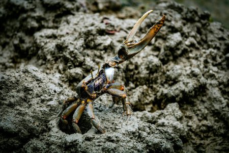 Violoneux d'Afrique de l'Ouest crabe Uca tangeri Gelasimus cimatodus Gelasimus tangeri mâle avec une énorme griffe sur la plage boueuse