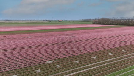 Tulips, endless colorful mixed tulips - wallpaper. Red, yellow, pink tulips blooming on field in South Holland. Endless colorful flowering tulip fields in spring in South Holland made by drone