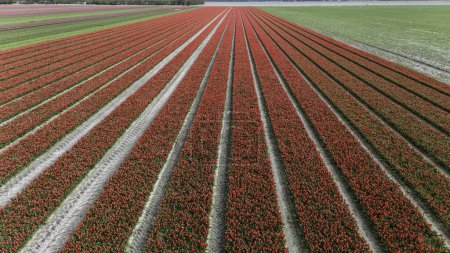 Photo for Tulips, endless colorful mixed tulips - wallpaper. Red, pink tulips blooming on field in South Holland. Endless colorful flowering tulip fields in spring in South Holland made by drone - Royalty Free Image