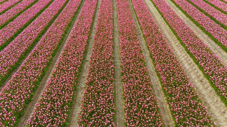 Photo for Tulips, endless pink tulips blooming on field in South Holland. Endless colorful flowering tulip fields in spring in South Holland made by drone - Royalty Free Image