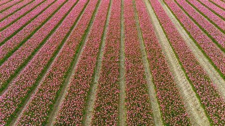 Photo for Tulips, endless pink tulips blooming on field in South Holland. Endless colorful flowering tulip fields in spring in South Holland made by drone - Royalty Free Image