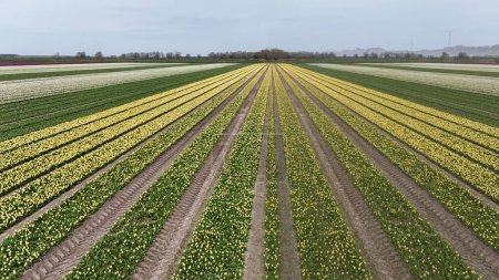 Tulips, endless yellow and white tulips blooming on field in South Holland. Endless colorful flowering tulip fields in spring in South Holland made by drone