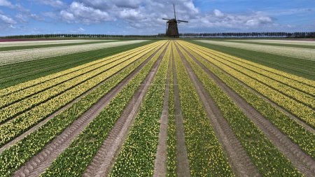 Tulips, endless yellow and white tulips blooming on field in South Holland. Endless colorful flowering tulip fields in spring in South Holland made by drone