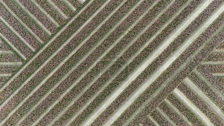 Photo for Tulips, endless pink tulips wallpaper. aerial view straight from above topview, tulips blooming on field in South Holland. Endless tulip fields in spring in South Holland made by drone - Royalty Free Image