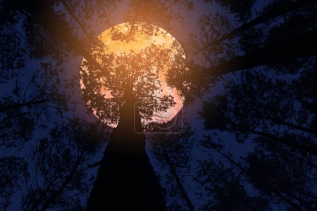 Téléchargez les photos : Ciel nocturne avec lune et arbres - en image libre de droit