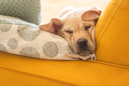 Foto de Pequeño cachorro labrador en un sofá amarillo - Imagen libre de derechos