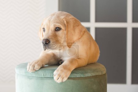 Téléchargez les photos : Little Labrador puppy on a green pouf. Shot on a light background - en image libre de droit