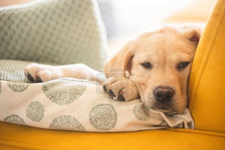 Foto de Little labrador puppy on a yellow sofa - Imagen libre de derechos