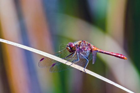 Photo for Ruddy darter dragonfly, its scientific name is Sympetrum sanguineum - Royalty Free Image
