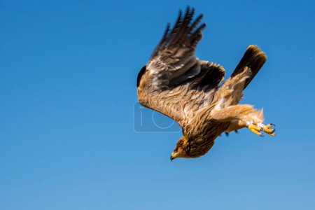 Foto de Águila imperial oriental, su nombre científico es Aquila heliaca. - Imagen libre de derechos