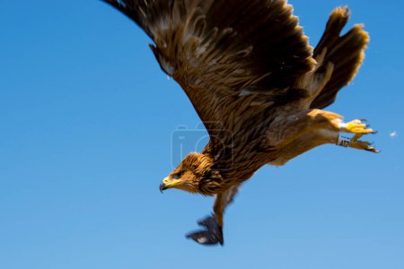 Téléchargez les photos : Aigle impérial oriental, son nom scientifique est Aquila heliaca - en image libre de droit