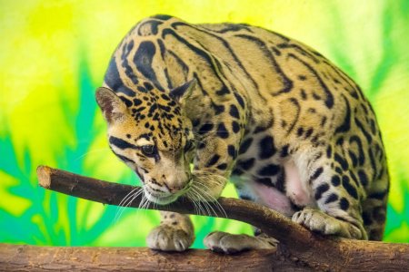 Bewölkter Leopard, sein wissenschaftlicher Name ist Neofelis nebulosa