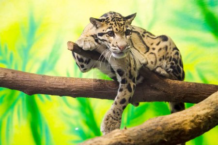 Bewölkter Leopard, sein wissenschaftlicher Name ist Neofelis nebulosa