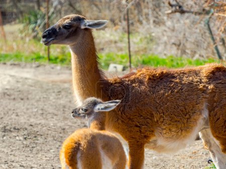 Photo for Guanaco mother and cria, its scientific name is Lama guanicoe - Royalty Free Image