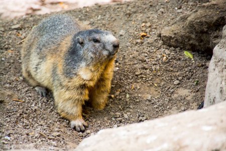 Foto de Marmota alpina, su nombre científico es Marmota marmota - Imagen libre de derechos