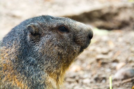 Foto de Marmota alpina, su nombre científico es Marmota marmota - Imagen libre de derechos
