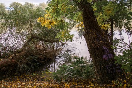 Photo for Flood forest in the Island of Witches in Szeged in Autumn - Royalty Free Image