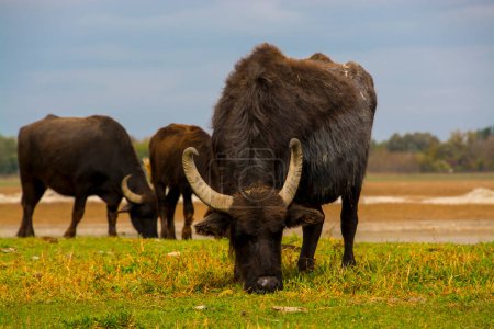 Foto de El búfalo doméstico está pastando, su nombre científico es Bubalus bubalis - Imagen libre de derechos