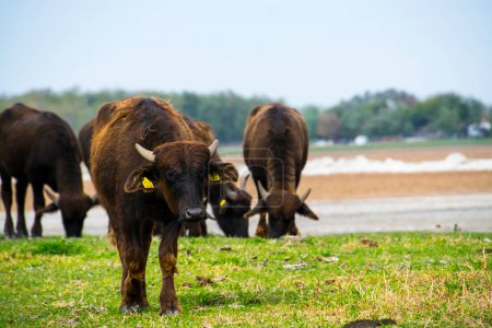Foto de Buffalo de agua sanitaria, su nombre científico es Bubalus bubalis - Imagen libre de derechos