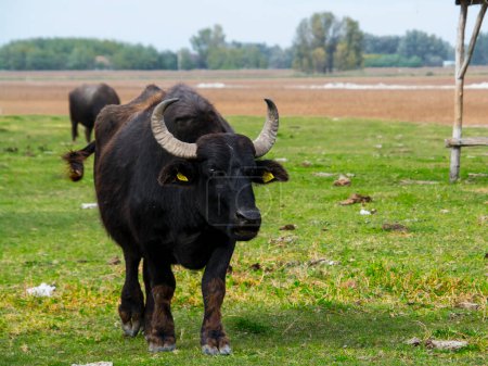 Foto de Toro de búfalo doméstico, su nombre científico es Bubalus bubalis - Imagen libre de derechos