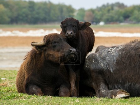Foto de Familia de búfalos domésticos, su nombre científico es Bubalus bubalis - Imagen libre de derechos
