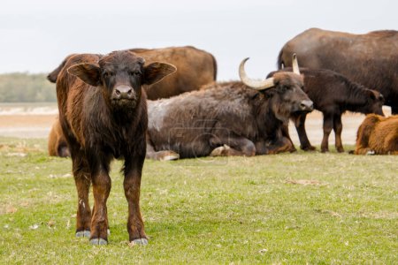 Foto de Familia de búfalos domésticos, su nombre científico es Bubalus bubalis - Imagen libre de derechos