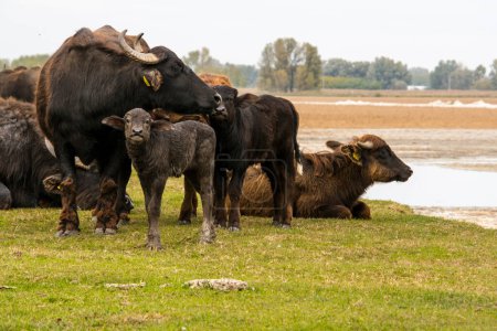 Foto de Buffalo de agua sanitaria, su nombre científico es Bubalus bubalis - Imagen libre de derechos