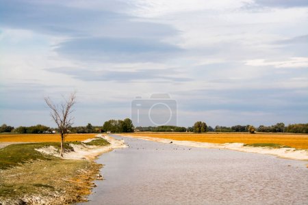 Foto de Zona del pantano en la Reserva de Búfalos de Agua - Imagen libre de derechos