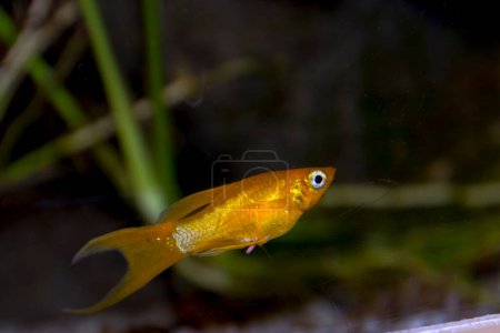 Molly fish, su nombre científico es Poecilia sphenops