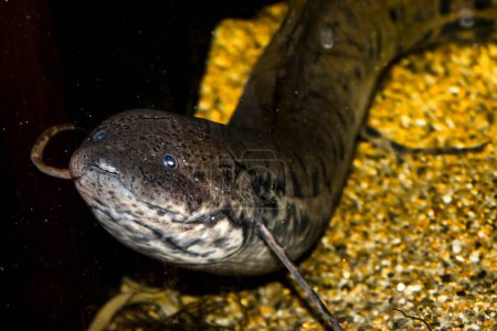 West African lungfish, its scientific name is Protopterus annectens