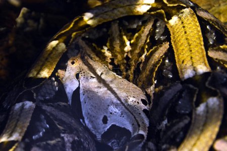 Photo for Gaboon viper, its scientific name is Bitis gabonica - Royalty Free Image