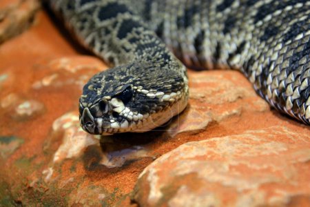 Téléchargez les photos : Eastern diamondback rattlesnake, its scientific name is Crotalus adamanteus - en image libre de droit
