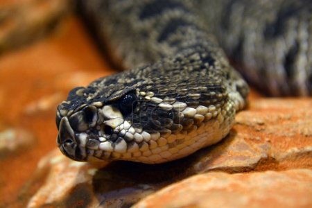 Téléchargez les photos : Eastern diamondback rattlesnake, its scientific name is Crotalus adamanteus - en image libre de droit