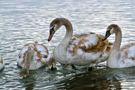 Photo for Young mute swan in the lake Balaton, its scientific name is Cygnus olor - Royalty Free Image