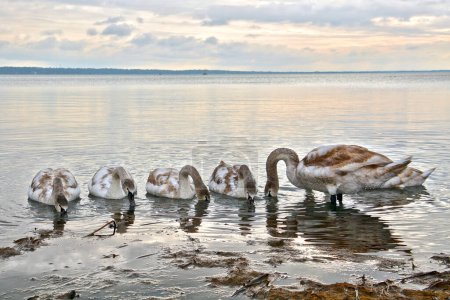 Photo for Young mute swan in the lake Balaton, its scientific name is Cygnus olor - Royalty Free Image