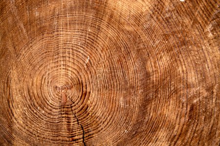 Holzscheibe geschnitten mit Jahresringen als Hintergrund
