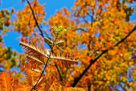 Téléchargez les photos : Bois rouge de l'aube, son nom scientifique est Metasequoia glyptostroboides - en image libre de droit