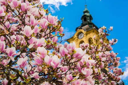 Photo for Magnolia tree, its scientific name is Magnolia x soulangeana in Szeged with the City Hall - Royalty Free Image