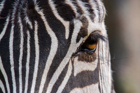 Szczegóły równiny zebra, jej naukowe nazwisko Equus quagga boehmi