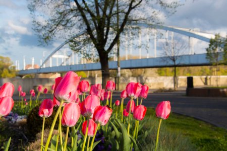 Flores de tulipán rojas en Szeged cerca del puente de la ciudad