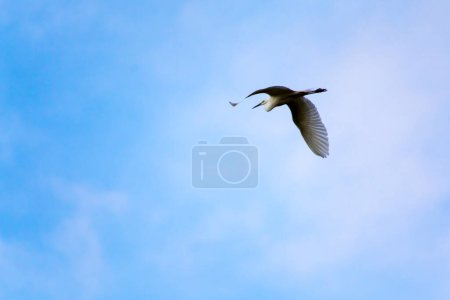 Foto de Volando gran garza en el cielo nublado, su nombre científico es Ardea alba - Imagen libre de derechos