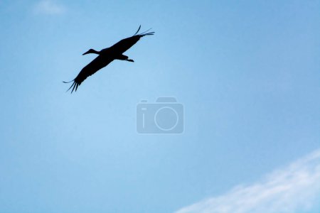 Foto de Cigüeña blanca voladora en el cielo nublado, su nombre científico es Ciconia ciconia - Imagen libre de derechos